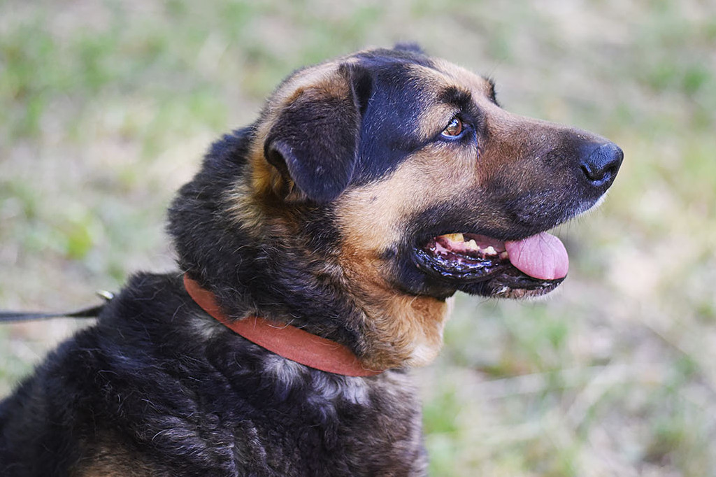 Sopockie pieski polecają się do adopcji.