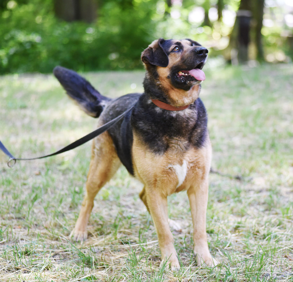 Sopockie pieski polecają się do adopcji.
