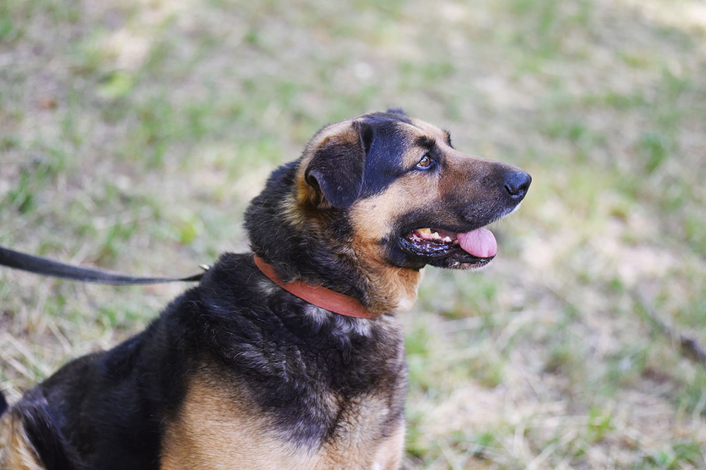 Sopockie pieski polecają się do adopcji.