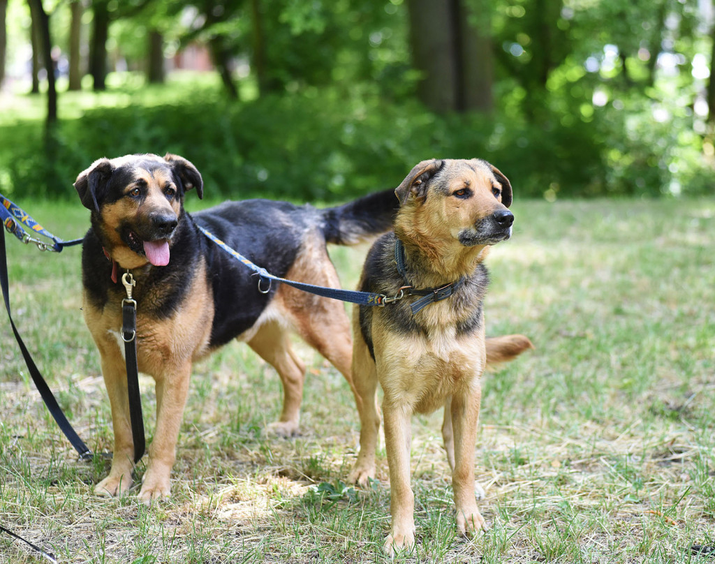 Sopockie pieski polecają się do adopcji.