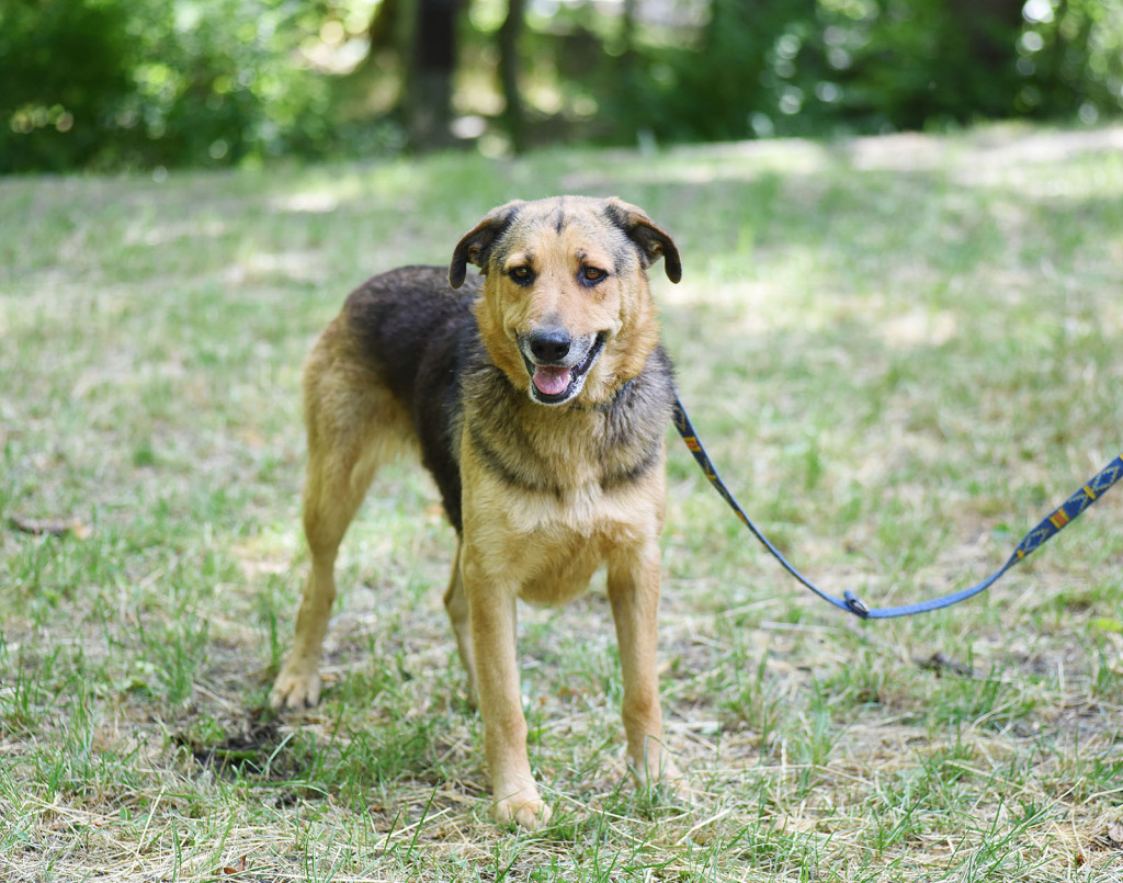 Sopockie pieski polecają się do adopcji.