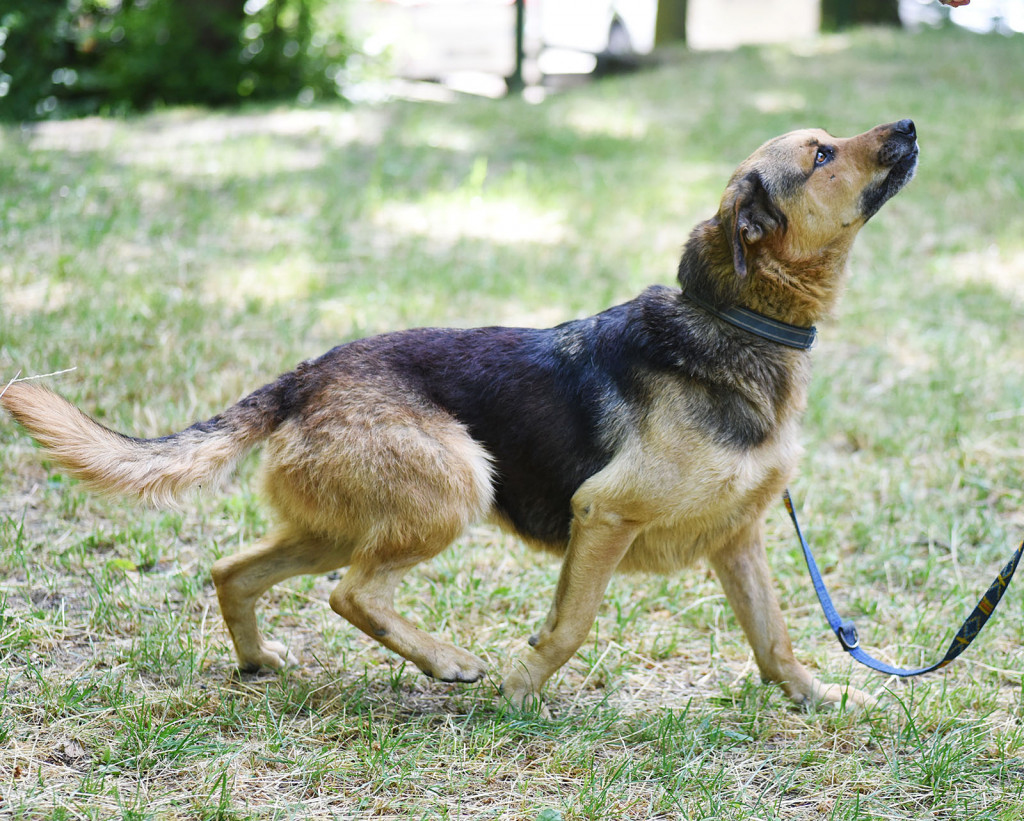 Sopockie pieski polecają się do adopcji.