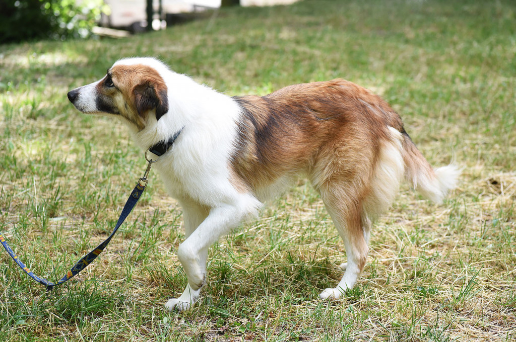 Sopockie pieski polecają się do adopcji.
