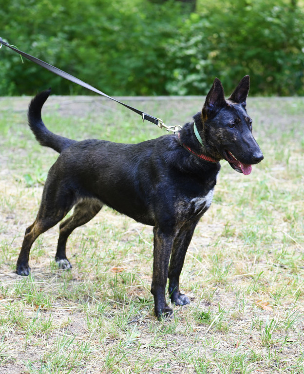 Sopockie pieski polecają się do adopcji.