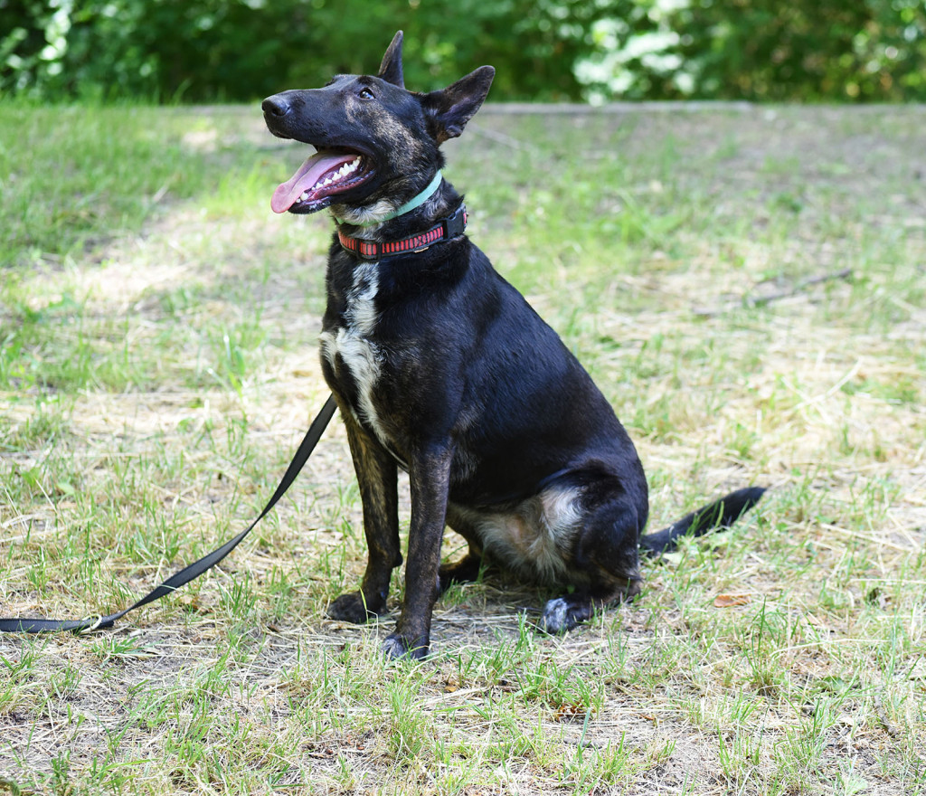 Sopockie pieski polecają się do adopcji.