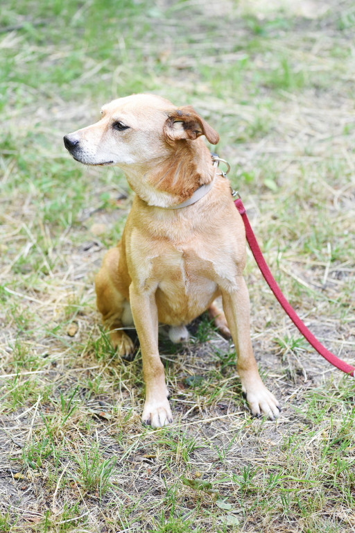 Sopockie pieski polecają się do adopcji.