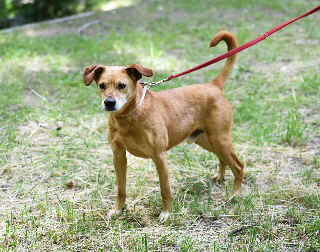 Sopockie pieski polecają się do adopcji.