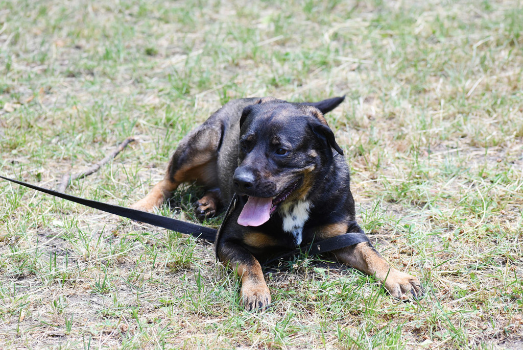 Sopockie pieski polecają się do adopcji.