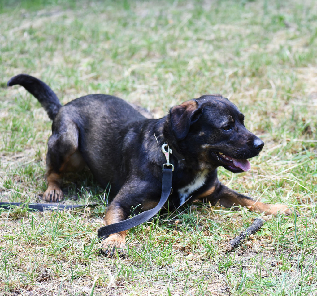 Sopockie pieski polecają się do adopcji.
