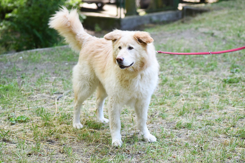 Sopockie pieski polecają się do adopcji.