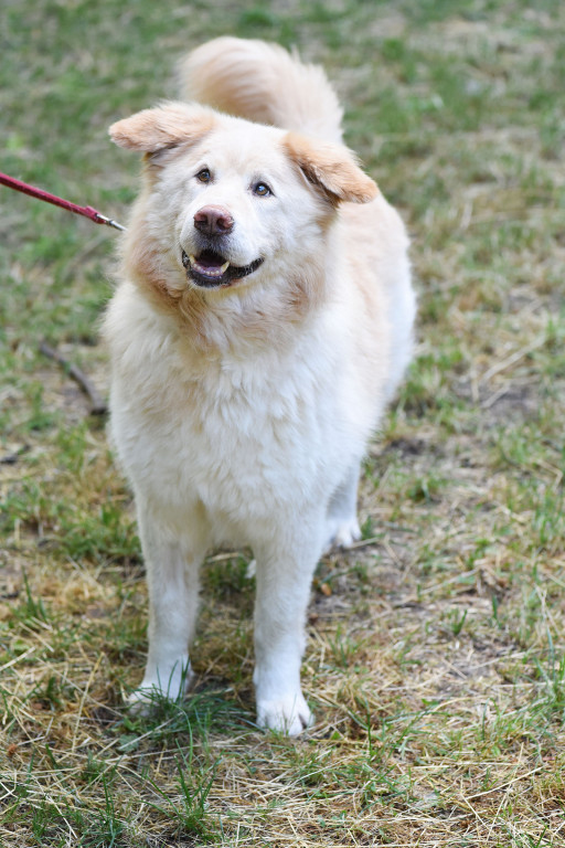 Sopockie pieski polecają się do adopcji.