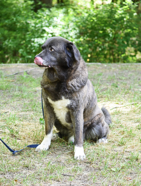 Sopockie pieski polecają się do adopcji.