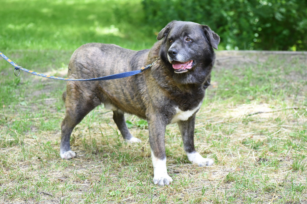 Sopockie pieski polecają się do adopcji.
