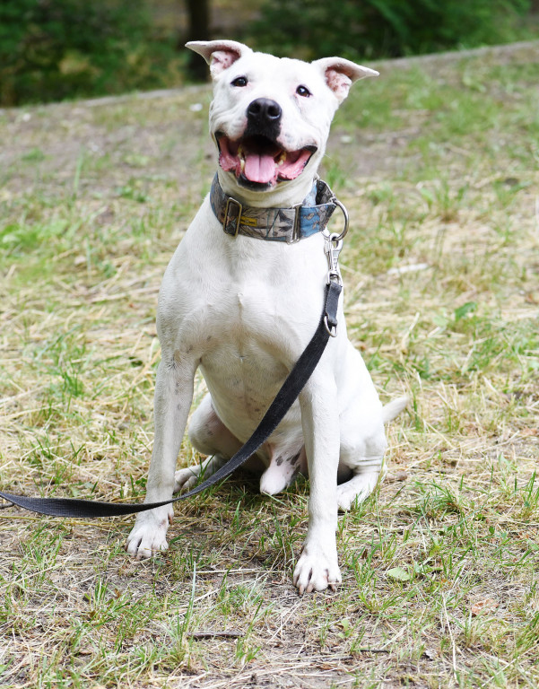 Sopockie pieski polecają się do adopcji.