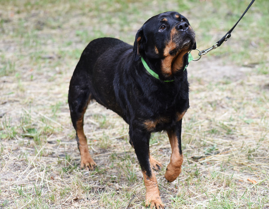 Sopockie pieski polecają się do adopcji.