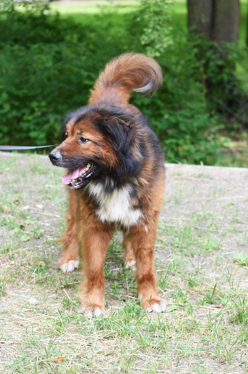 Sopockie pieski polecają się do adopcji.
