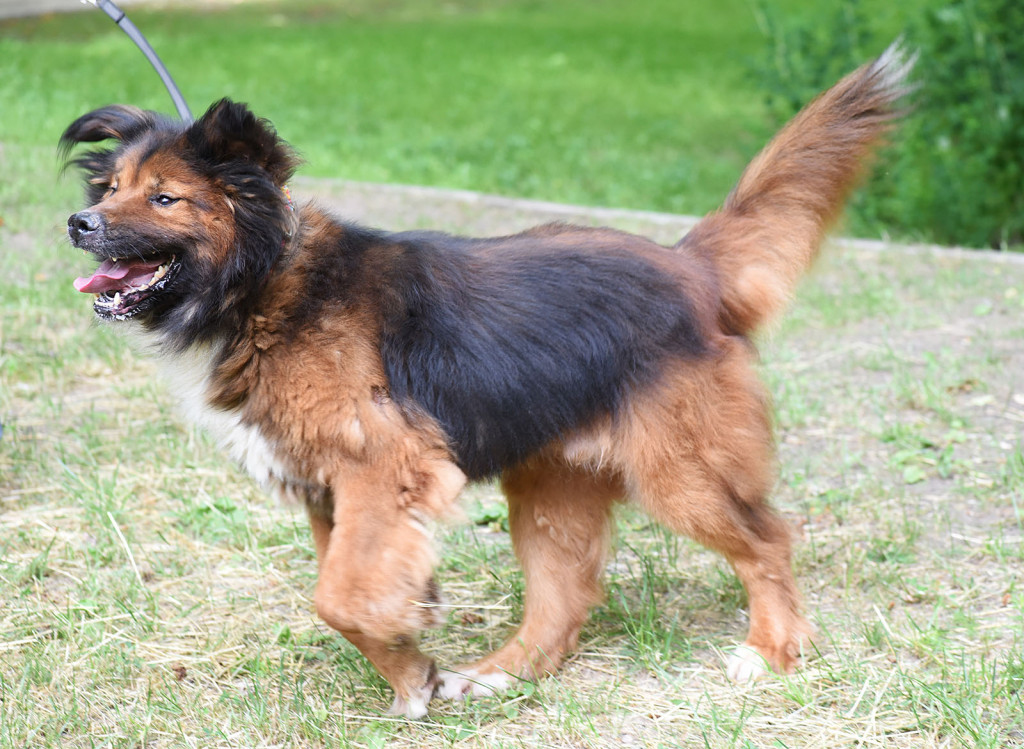 Sopockie pieski polecają się do adopcji.