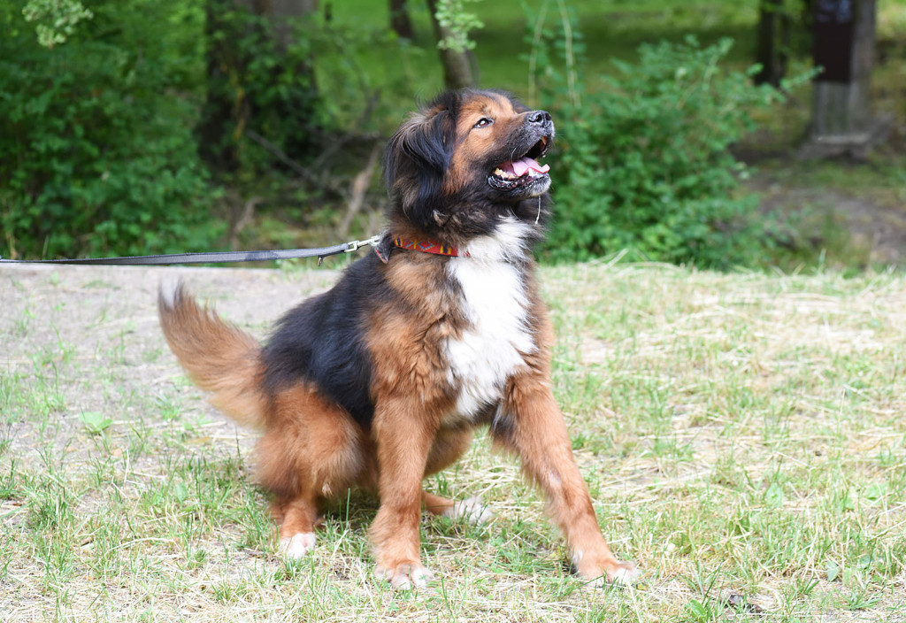 Sopockie pieski polecają się do adopcji.