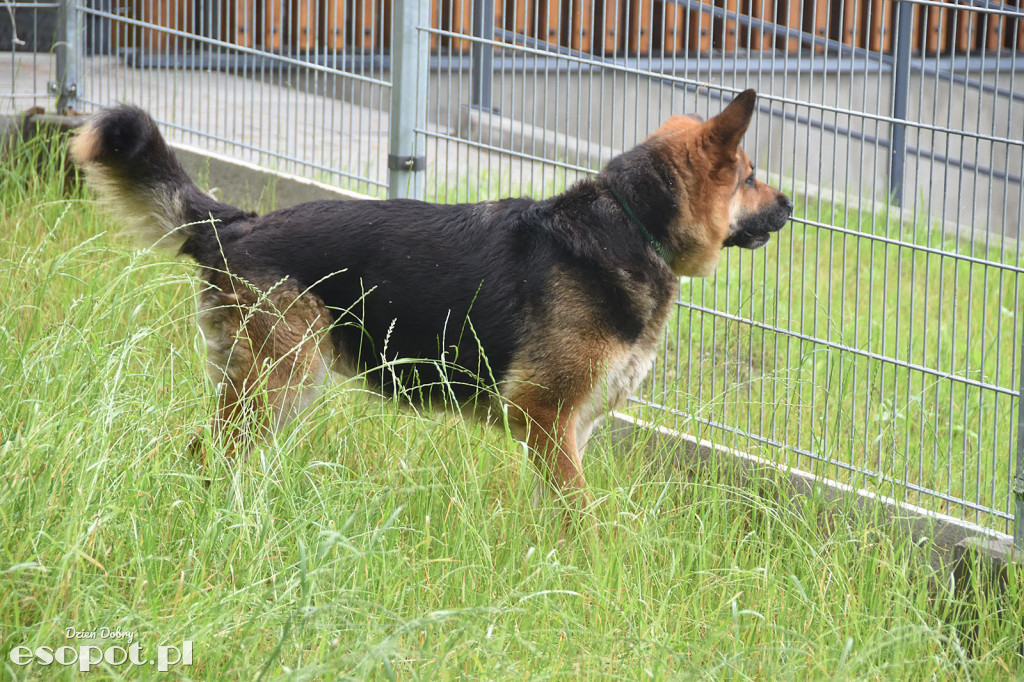 Nowe schronisko dla zwierząt Sopockie Sopotkowo
