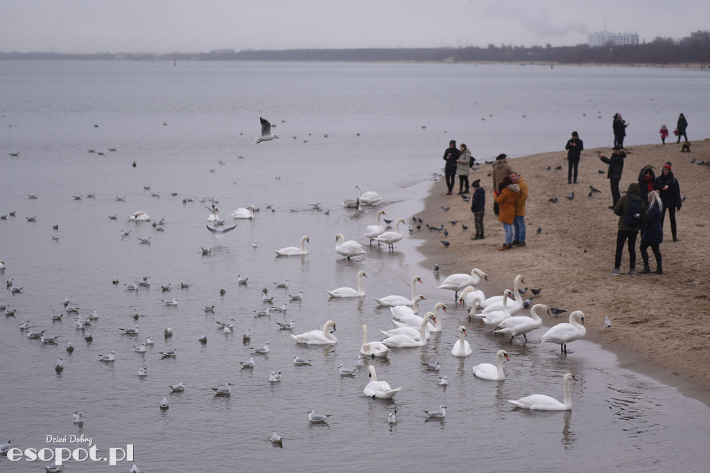 27 Finał Wielkiej Orkiestry Świątecznej Pomocy Sopot 2019 [FOTORELACJA]