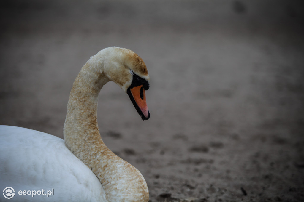 Sopockie Ptaki [FOTOGALERIA]