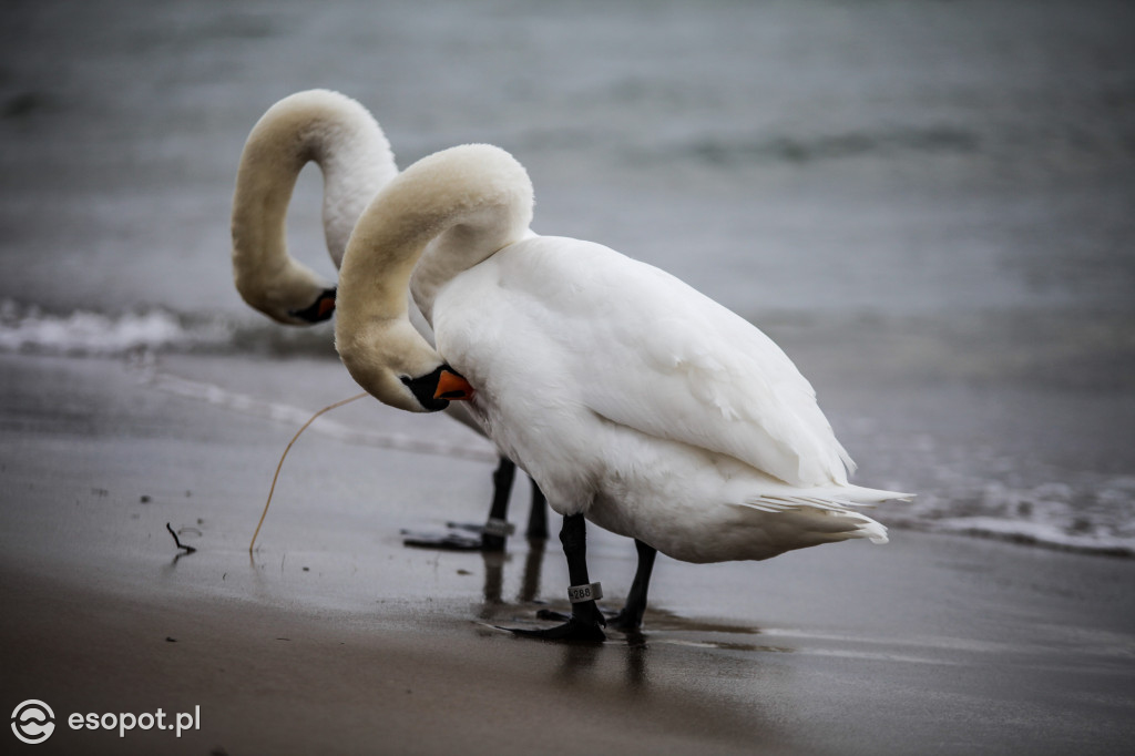 Sopockie Ptaki [FOTOGALERIA]