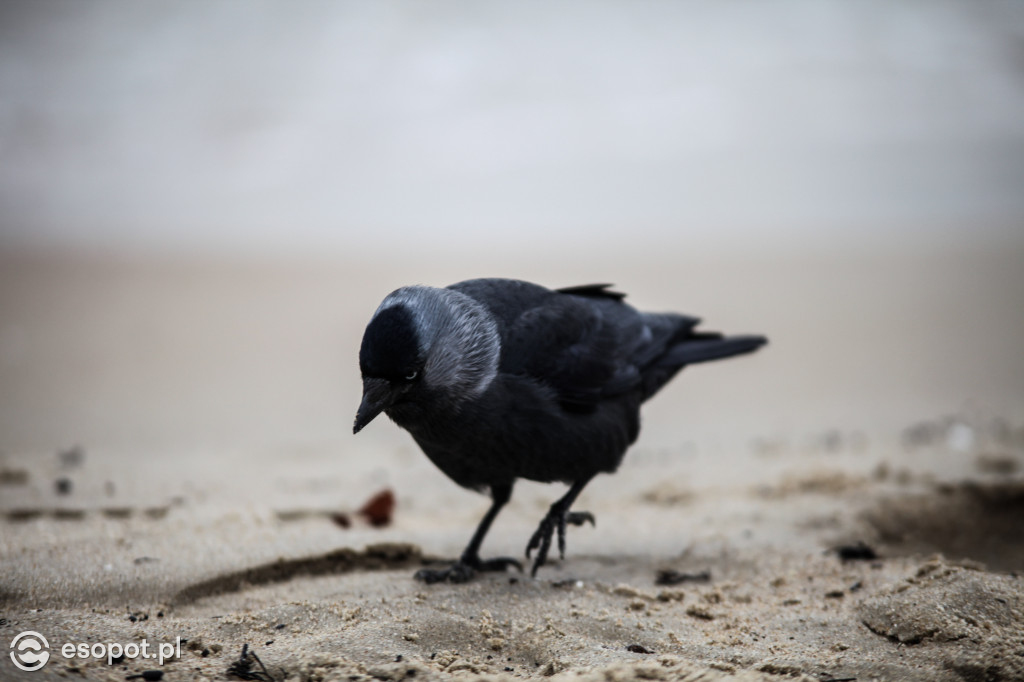 Sopockie Ptaki [FOTOGALERIA]
