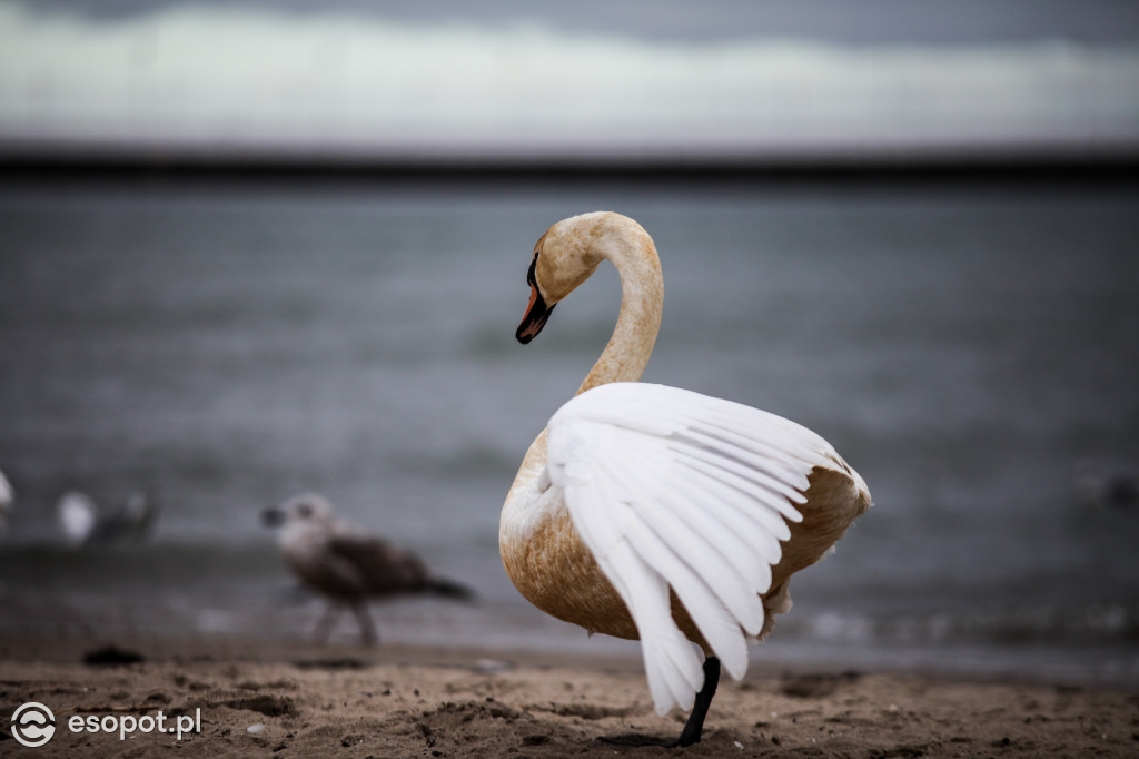 Sopockie Ptaki [FOTOGALERIA]