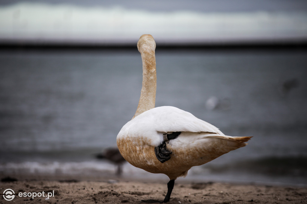 Sopockie Ptaki [FOTOGALERIA]