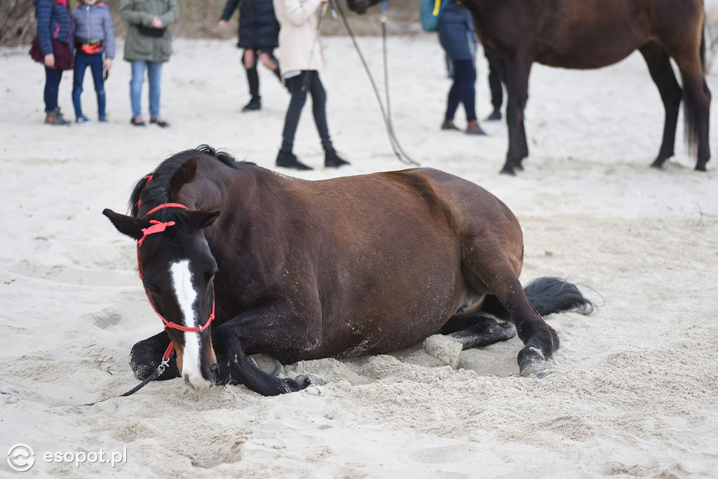 Konie powitały wiosnę na psiej plaży [FOTOGALERIA]