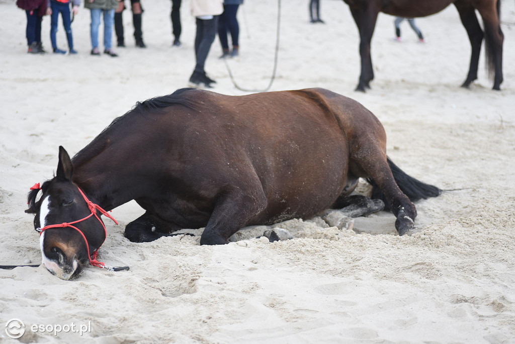 Konie powitały wiosnę na psiej plaży [FOTOGALERIA]