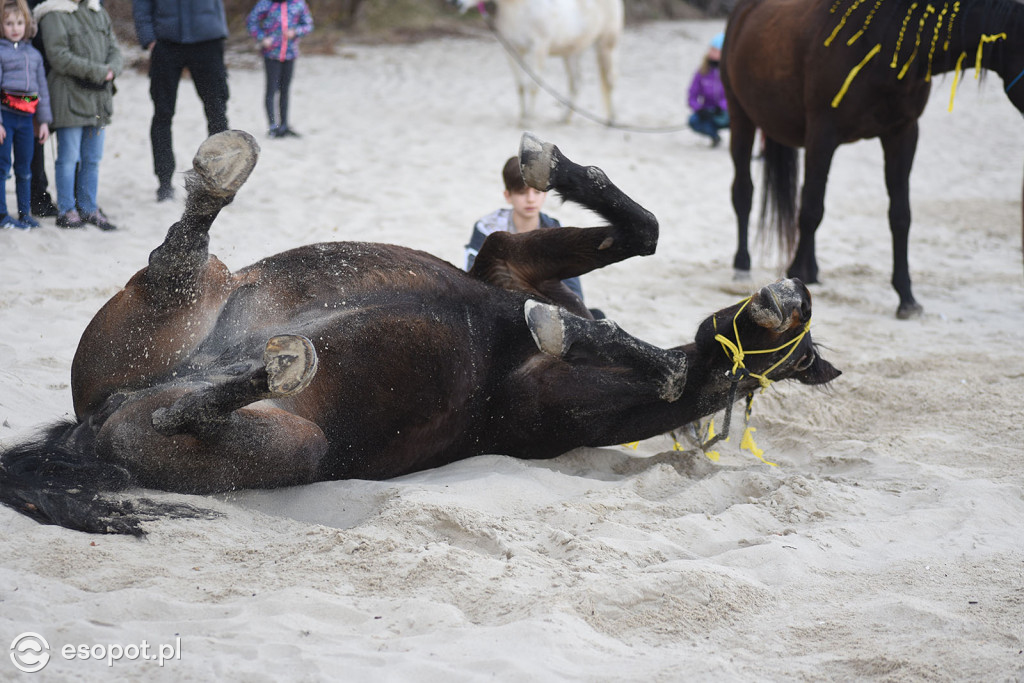 Konie powitały wiosnę na psiej plaży [FOTOGALERIA]