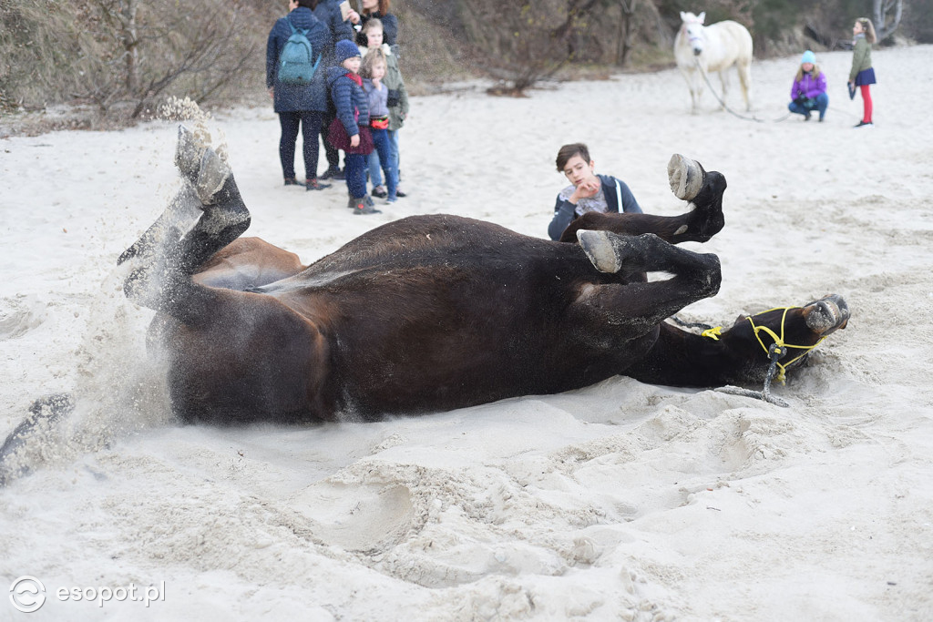 Konie powitały wiosnę na psiej plaży [FOTOGALERIA]