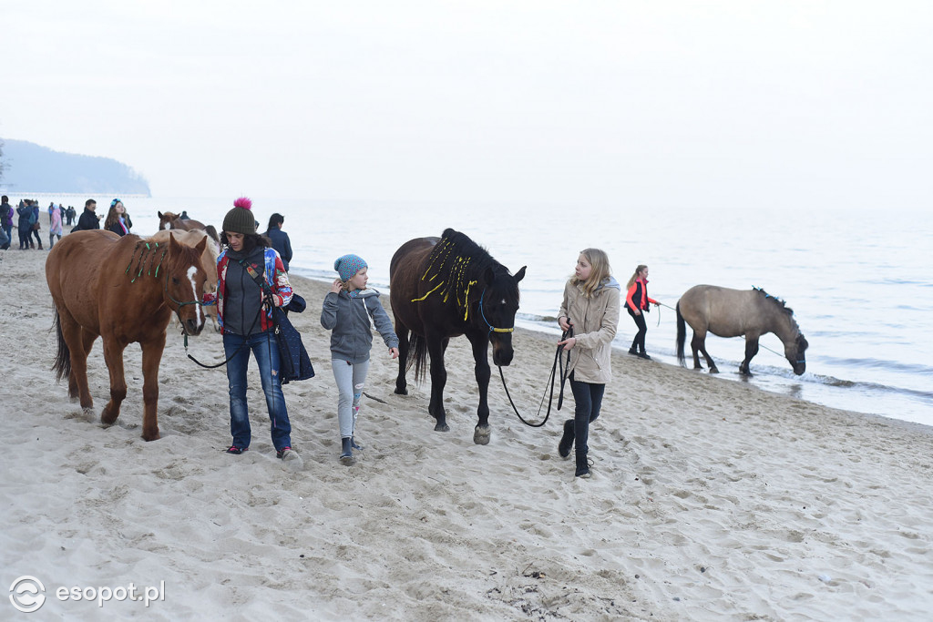 Konie powitały wiosnę na psiej plaży [FOTOGALERIA]