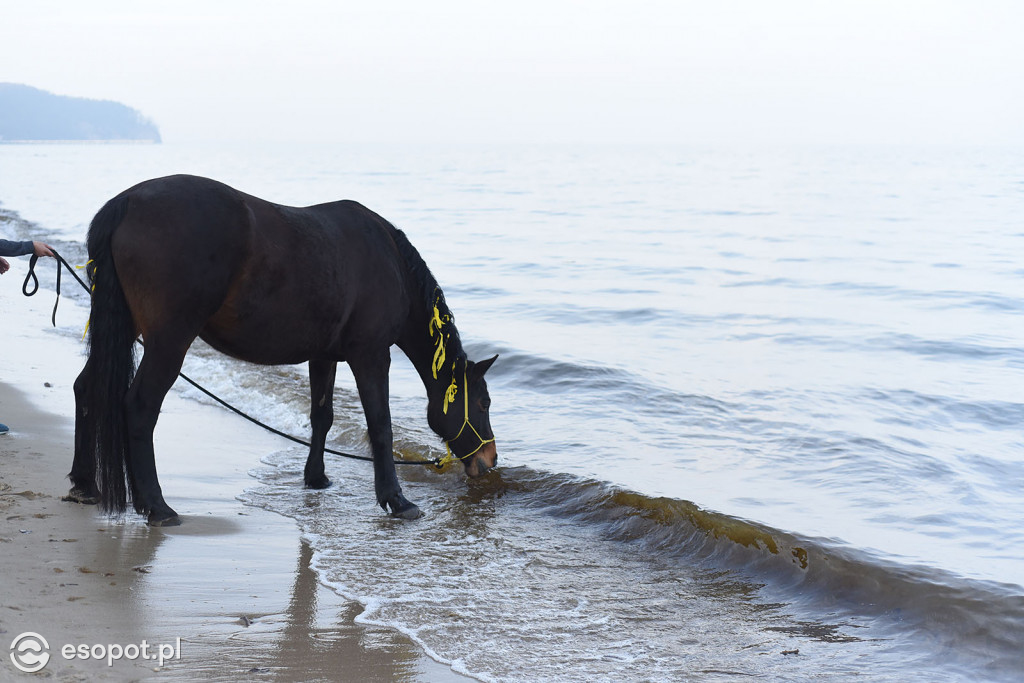 Konie powitały wiosnę na psiej plaży [FOTOGALERIA]