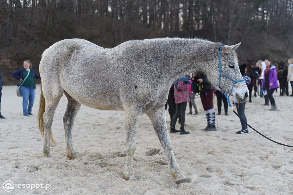 Konie powitały wiosnę na psiej plaży [FOTOGALERIA]