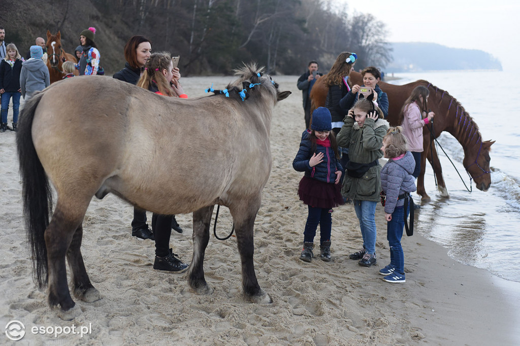 Konie powitały wiosnę na psiej plaży [FOTOGALERIA]