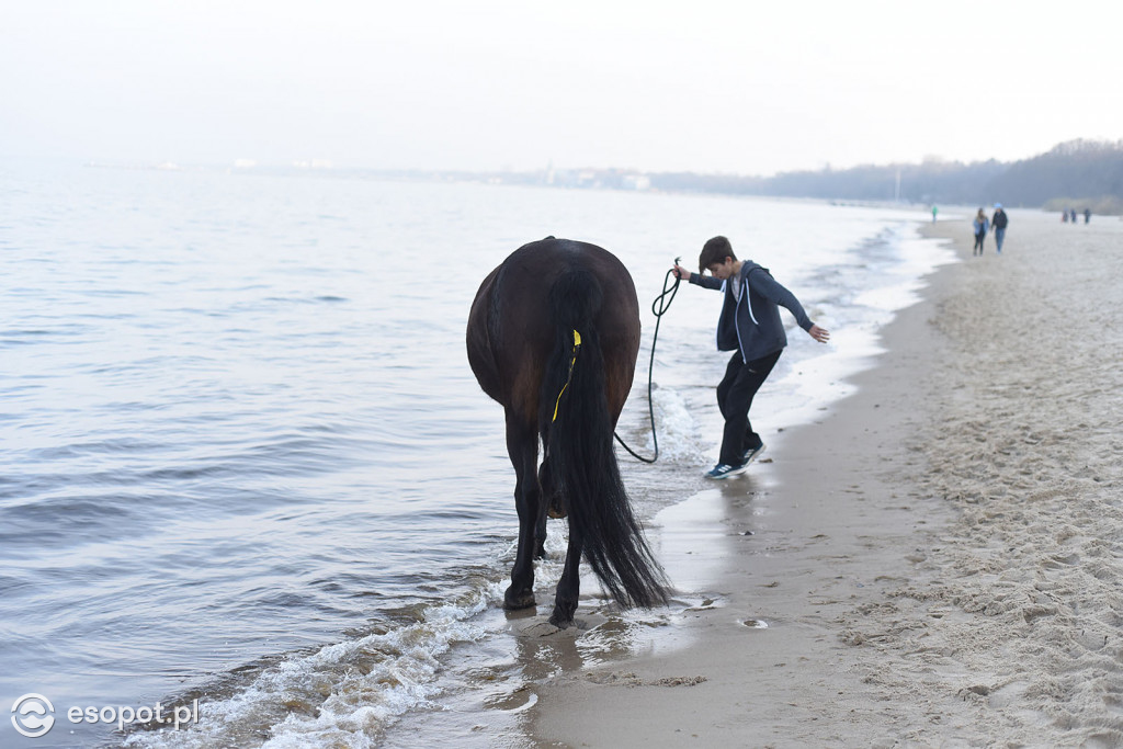 Konie powitały wiosnę na psiej plaży [FOTOGALERIA]