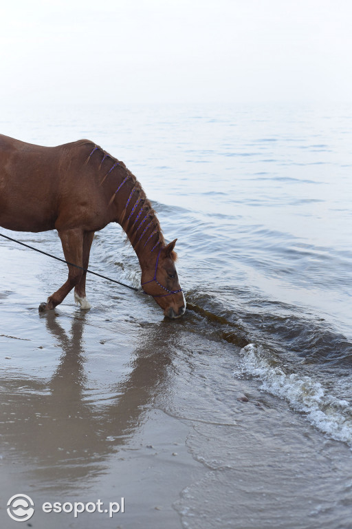 Konie powitały wiosnę na psiej plaży [FOTOGALERIA]