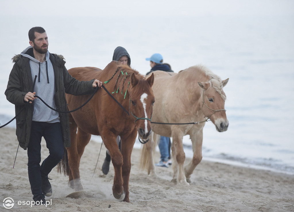 Konie powitały wiosnę na psiej plaży [FOTOGALERIA]