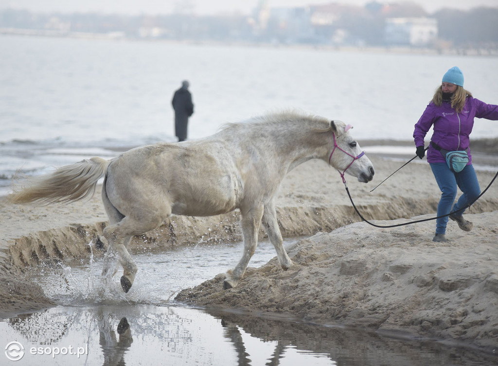 Konie powitały wiosnę na psiej plaży [FOTOGALERIA]
