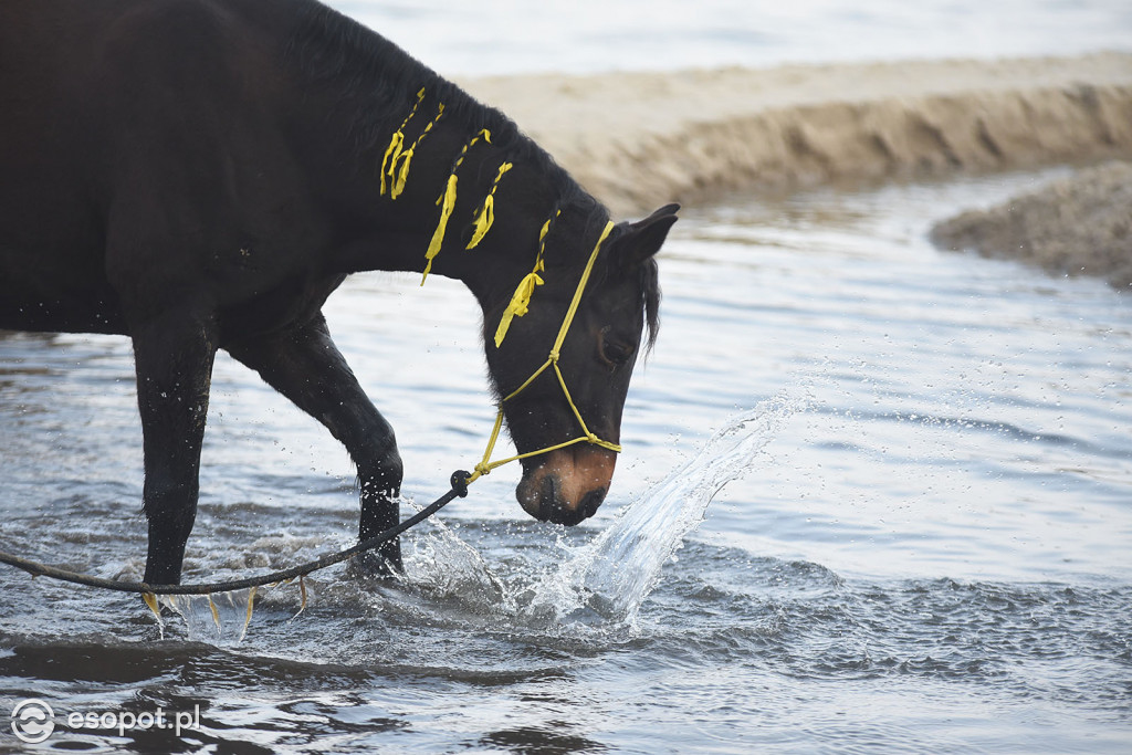 Konie powitały wiosnę na psiej plaży [FOTOGALERIA]
