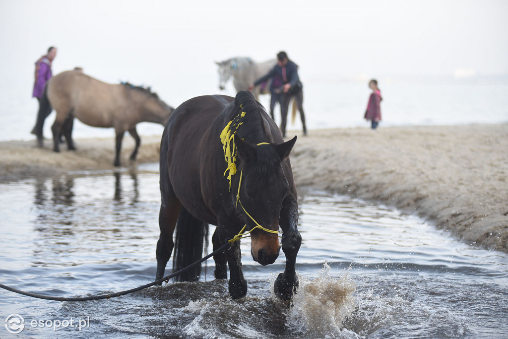 Konie powitały wiosnę na psiej plaży [FOTOGALERIA]