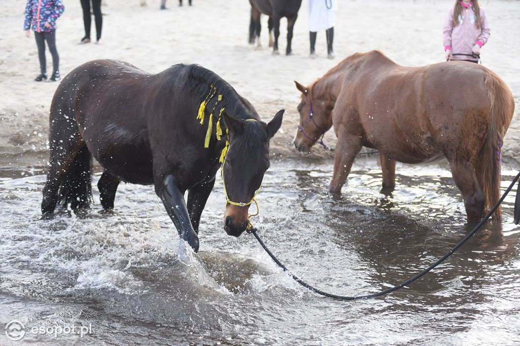 Konie powitały wiosnę na psiej plaży [FOTOGALERIA]