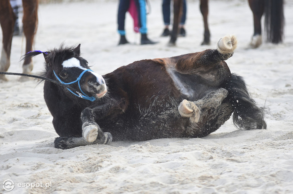 Konie powitały wiosnę na psiej plaży [FOTOGALERIA]