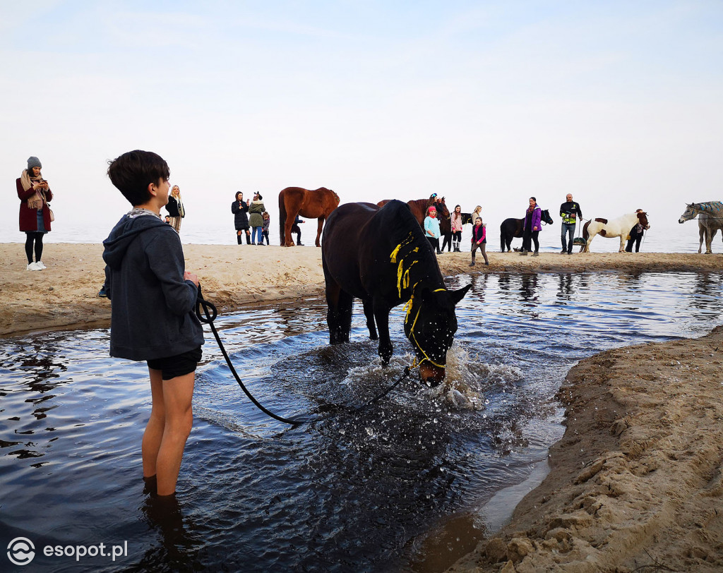 Konie powitały wiosnę na psiej plaży [FOTOGALERIA]