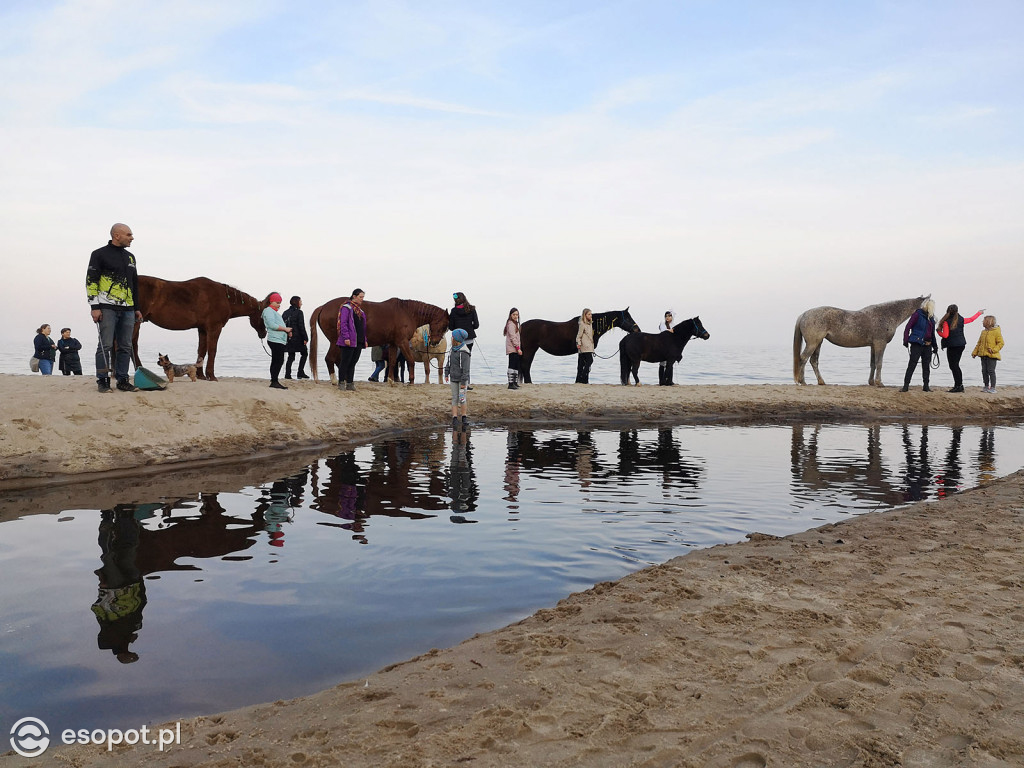 Konie powitały wiosnę na psiej plaży [FOTOGALERIA]