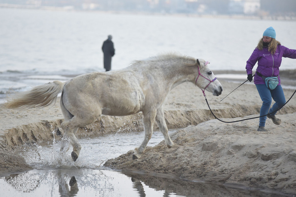 Konie powitały wiosnę na psiej plaży [FOTOGALERIA]