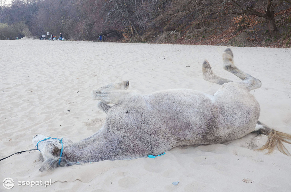Konie powitały wiosnę na psiej plaży [FOTOGALERIA]