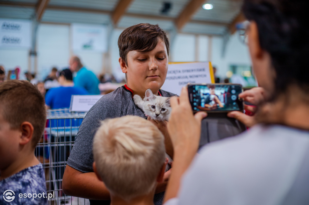 Międzynarodowa wystawa kotów w Sopocie [FOTOGALERIA]